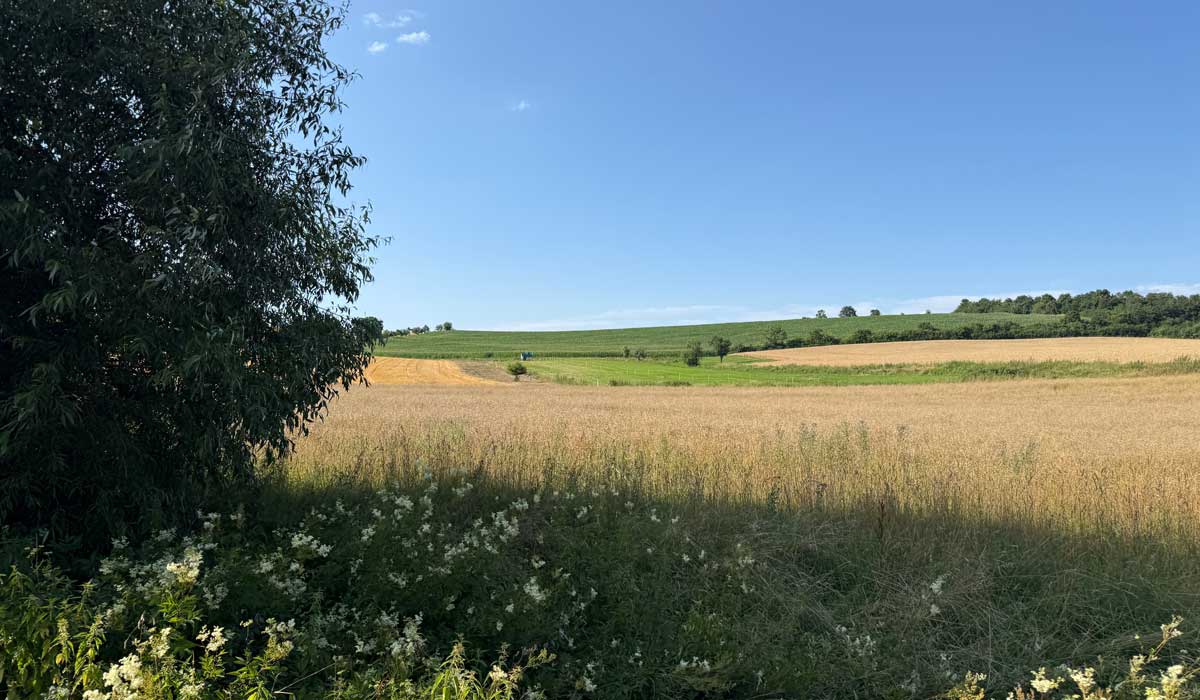 Laufen 15. Juli 2026