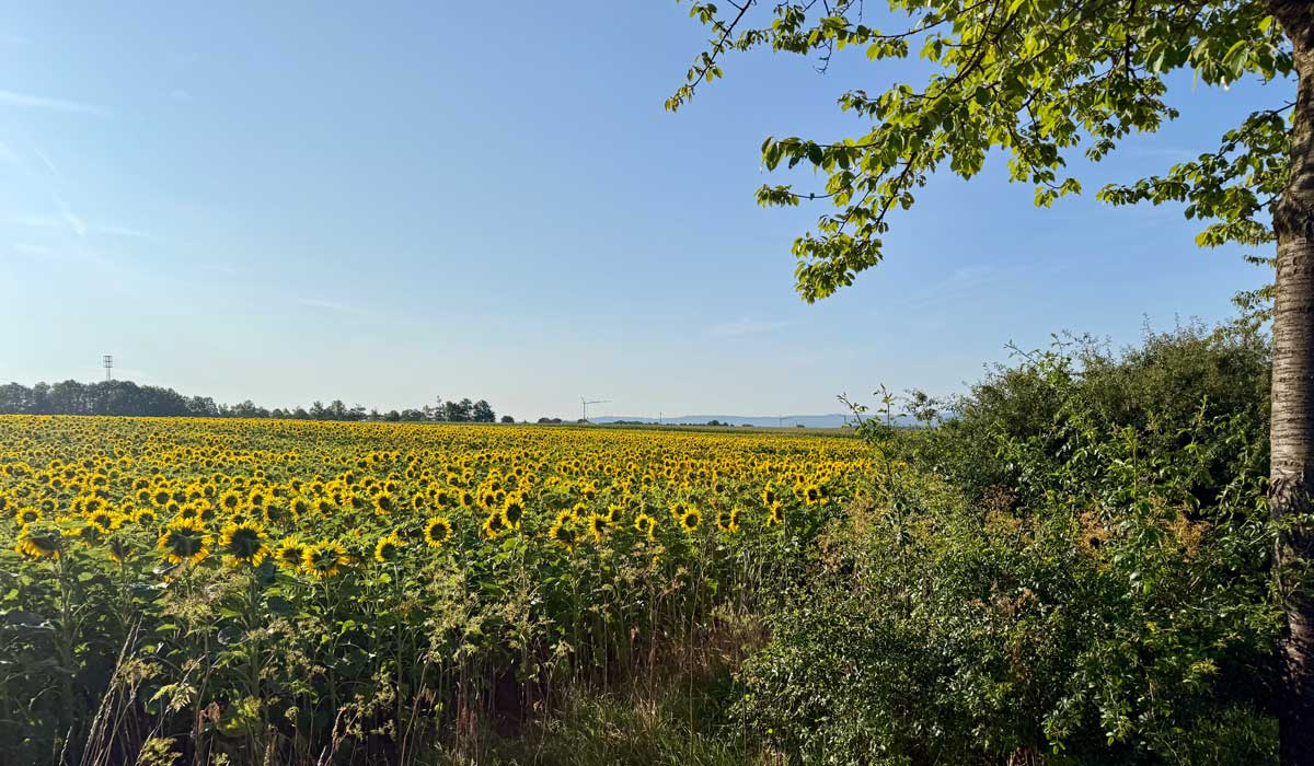 Laufen 25. Juli 2026